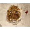 Masque Afri Leopold